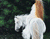 الحصان الأبيض وبنات جميلة