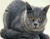 Razdražljiv Gray Mačka
