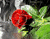 רומנטי ורדים אדומים