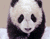 Sevimli Bebek Panda 01