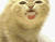 Смішні жовтий кіт