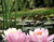 Рожевий лотос