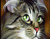 Cute Cat със зелени очи