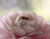 Merah muda Hydrangea
