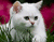 Žolės ir balta katė