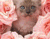 Pembe Güller Sevimli Kedi