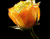 Glowing Geltonos rožės 01