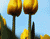 Tulips kuning