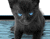 חתול שחור כחול Eyed