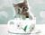 Cup И Kitty