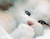 Білий кошеня 01
