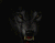 Loup sauvage 01