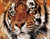 Laukinių tigrų 02