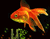 Помаранчевий Золота рибка