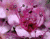 Fleurs rose 02