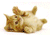 Зіпсовані жовтий кіт