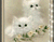 Deux Mignon chat blanc