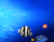 Blue akvaarium