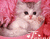 Kucing comel dan merah jambu bantal