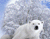 Baltie lāči un sniegs