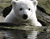 سفید خرس توله