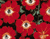 פרחים אדומים Eyed