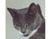 חתול אפור