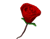punane roos ja süda