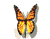 01 papillon
