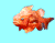 דג