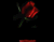 bloody rose 01