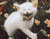 מצחיק חתול 01