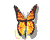 butterfly 05
