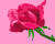 tear rose
