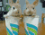 Две Naughty Rabbit