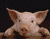 خوک ناز در مزرعه