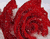 Roses rouge dans la neige