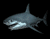 3d Shark