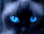 Blue Eyed Kass