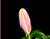 Rozā Orchid