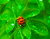 Ladybug 01