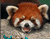 Sevimli Kırmızı Panda