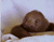 Bébé Sloth