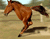Spanking Horse
