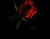 Кровотеча червоних троянд