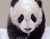 Koşu Sevimli Panda