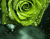 Чудові зелені троянди