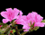 Burvīgs Krāsains Ziedi
