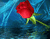 Хвилясті море червоних троянд