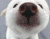 Симпатичний білий щеня собаки